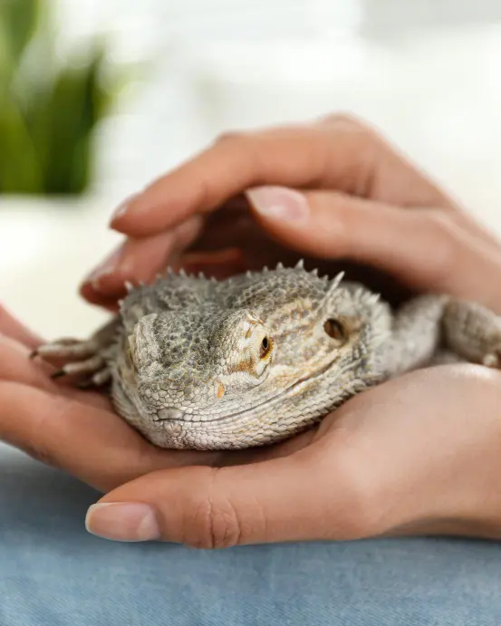Bearded dragon resting in a person's cupped hands