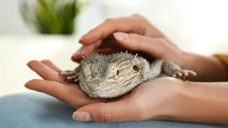 Bearded dragon resting in a person's cupped hands