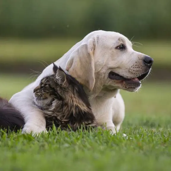 Yellow Labrador lying on grass with a long-haired cat tucked against it