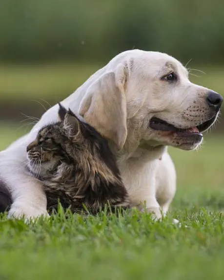 Yellow Labrador lying on grass with a long-haired cat tucked against it