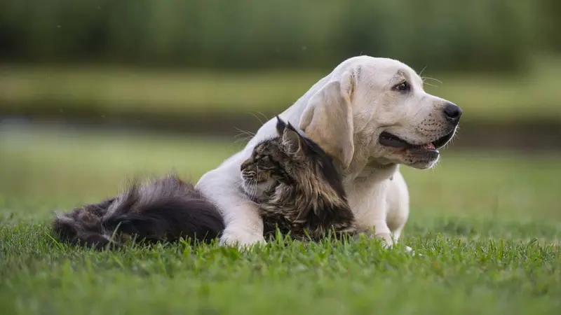 Yellow Labrador lying on grass with a long-haired cat tucked against it