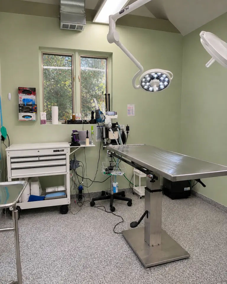 Exam room with green walls, a stainless steel table, a window and an overhead light