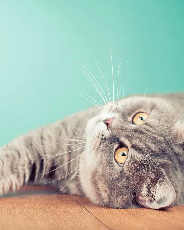 Grey cat lying on a wooden floor looking upward against a teal background