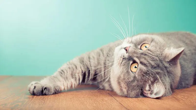 Grey cat lying on a wooden floor looking upward against a teal background