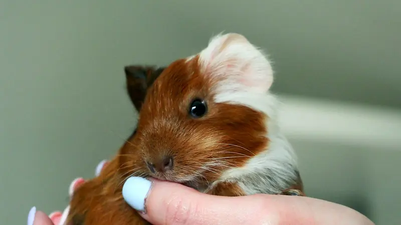 Small brown and white guinea pig held in a hand with pale blue nails