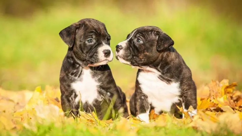Two brindle puppies sitting facing each other in fallen autumn leaves