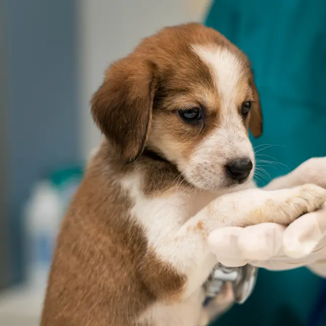 Brown and white puppy held in gloved hands by a person in teal scrubs