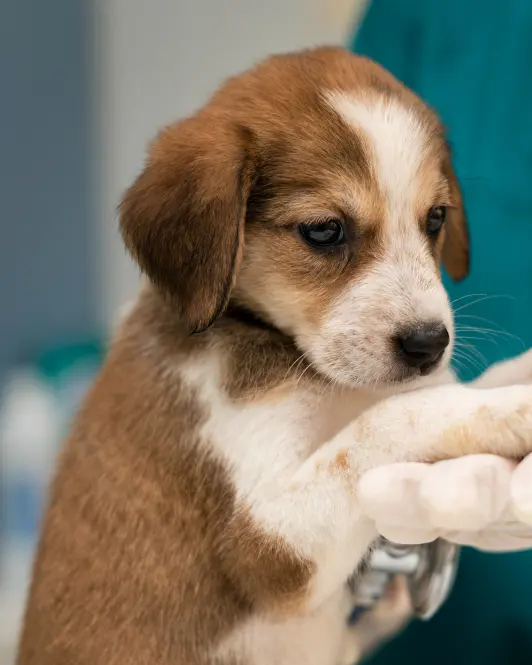 Brown and white puppy held in gloved hands by a person in teal scrubs
