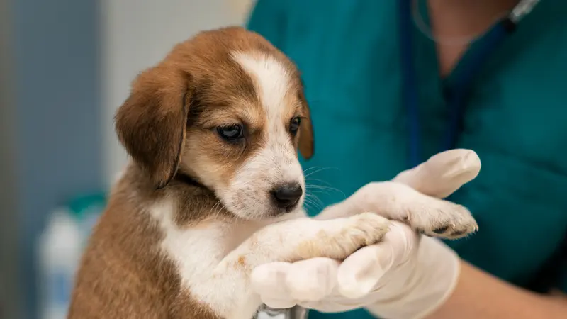 Brown and white puppy held in gloved hands by a person in teal scrubs