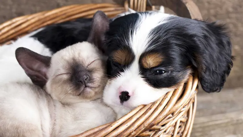 Sleeping puppy and kitten curled together in a wicker basket