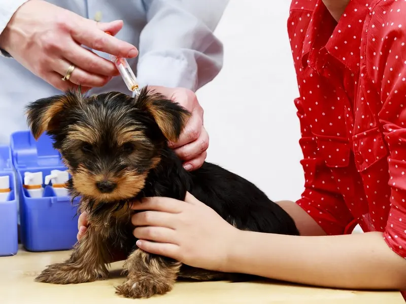 Yorkshire terrier puppy held gently by an owner while a vet prepares an injection