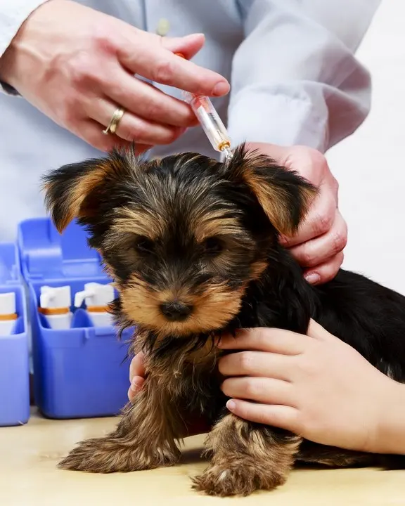 Yorkshire terrier puppy held gently by an owner while a vet prepares an injection