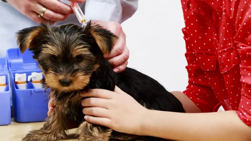 Yorkshire terrier puppy held gently by an owner while a vet prepares an injection