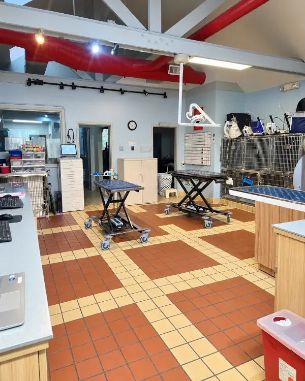 Open treatment area with tiled floor, two lift tables, cabinets and kennels at the back